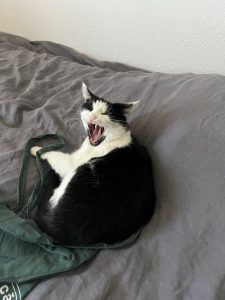 Warum der Name unserer Sehschule Tiger-Auge wirklich gar nichts damit zu tun hat, dass Tanja Walter YogaCat ist, steht in diesem Artikel.